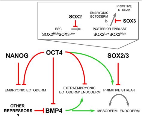 Distinct Lineage Specification Roles For Nanog Oct And Sox In Human