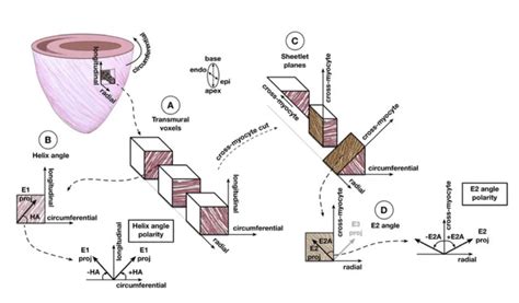 Cardiovascular Magnetic Resonance Imaging Emerging Techniques And