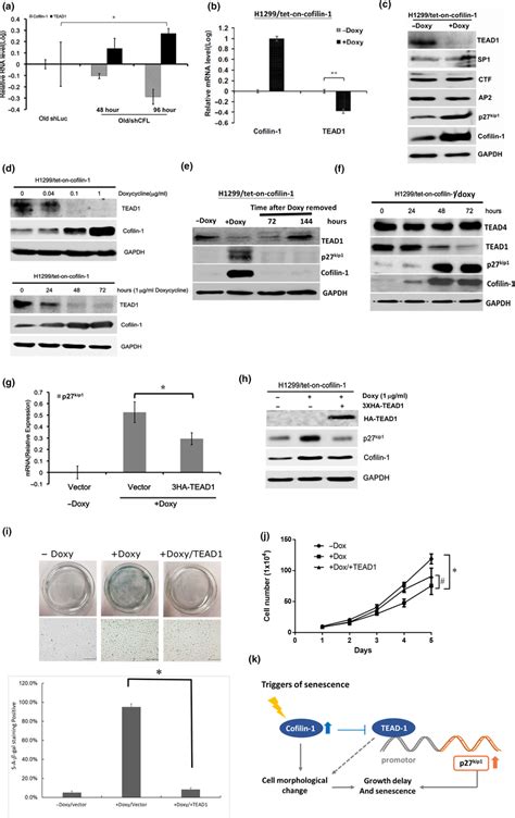 Cofilin‐1 Negatively Regulates Tead1 To Mediate The Expression Of Download Scientific Diagram