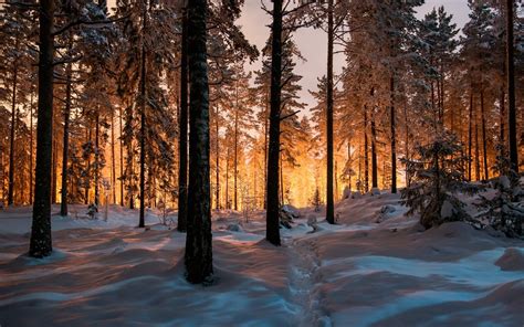 forest, Tree, Landscape, Nature, Winter Wallpapers HD / Desktop and ...