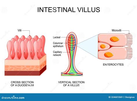 intestinal villus   villi  microvilli stock vector