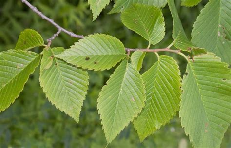 Slippery Elm Herb – Health Benefits and Side Effects | Slippery elm ... 