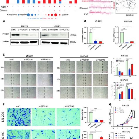 PROS1 increased proliferation, migration, and invasion of Glioma cells ... 
