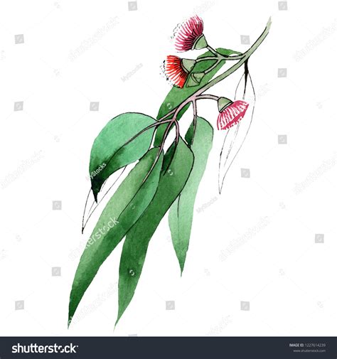 Green Eukalyptus Branch Floral Botanical Flower Stock Illustration