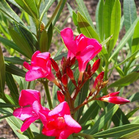 Laurier Rose Rouge D Italie Vente Nerium Oleander Italia