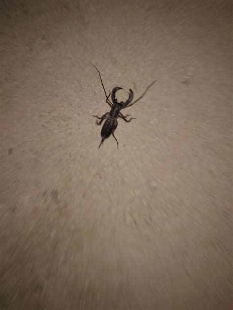 Weird bug with pincers : r/whatsthisbug