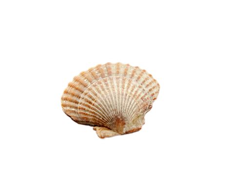 Seashell Isolated On White Free Stock Photo Public Domain Pictures