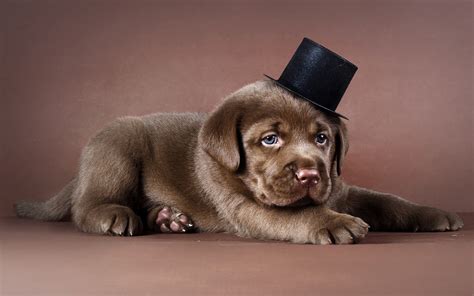 Chocolate Lab Puppy Wallpaper - WallpaperSafari