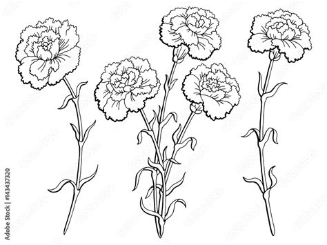 Carnation Flower Black And White