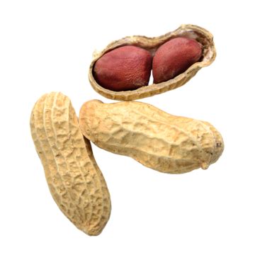 Peanut Studio Shot White Background Isolated Roasted Isolated On