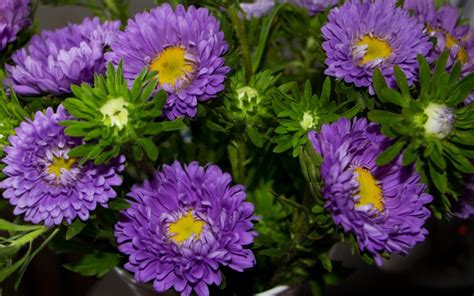 Айстри: фото квітів, види