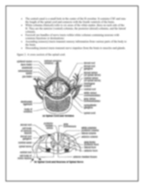 SOLUTION: The spinal cord functions and features of spinal cord - Studypool