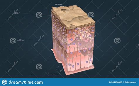 Keratinized Stratified Squamous Is A Type Of Stratified Epithelium That