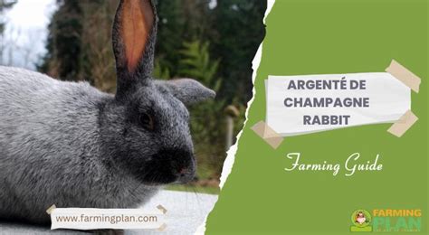 Argenté De Champagne Rabbit: Farming Guide - Farming Plan