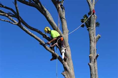 Tree Removal Services Auckland Jims Trees Nz