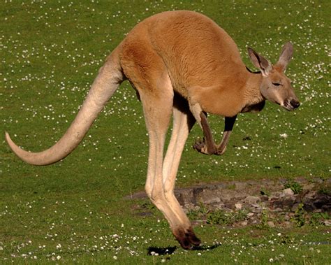 Большой рыжий кенгуру (лат. Macropus rufus)