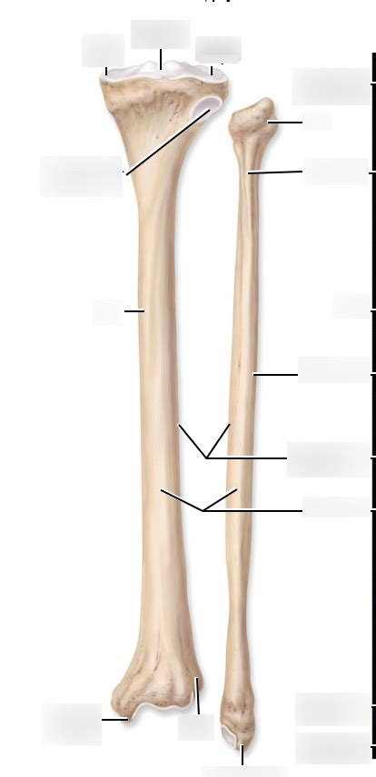 Tibia And Fibula Posterior View Diagram Quizlet