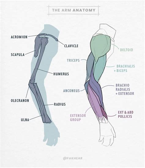 Pin By Holoruno On Hands Arm Anatomy Human Anatomy Drawing Anatomy