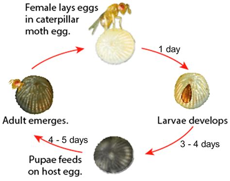 Trichogramma Chilonis Life Cycle