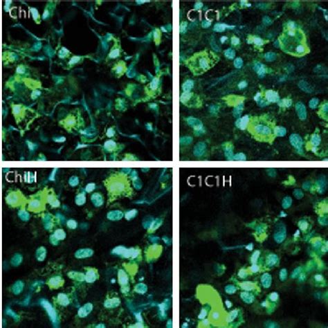 Evenly Distributed And Viable Chondrocytes Show Collagen Ii Expression Download Scientific