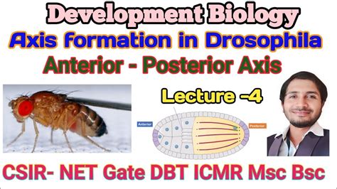 Axis Formation In Drosophila L 4 Anterior To Posterior Axis For CSIR