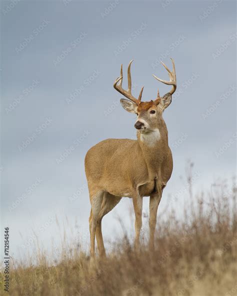 Majestic Whitetail Deer Buck Stands Atop A Ridge With An Overcast Sky