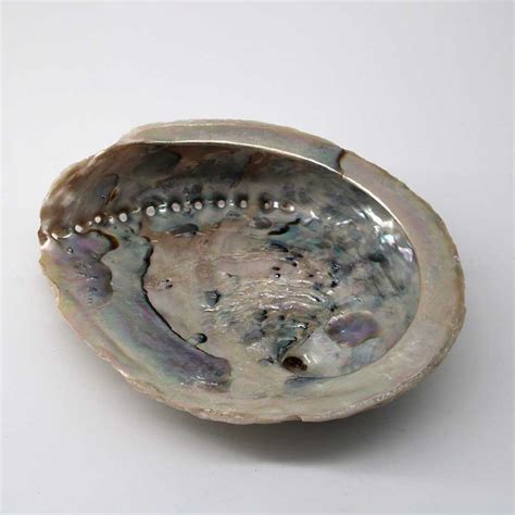 Large Abalone Shell - Wax Spiritual