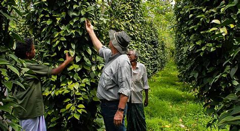 Book Tickets To Spice Plantation Tour And Lunch In Munnar Wandertrails