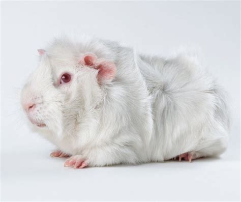 Everything About White Guinea Pig - More Guinea Pigs