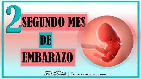 ️ Segundo Mes De Embarazo🤰 ⏩ Semana 5 A 8 ⏩ Primer Trimestre ⏩