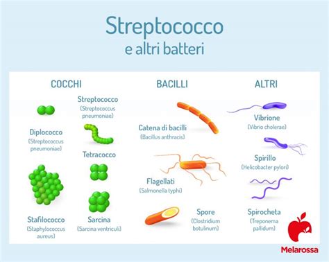 Streptococco cos è tipi diagnosi complicazioni e cura