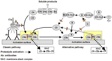 Scheme Of The Activation Phase Of The Complement System Showing The