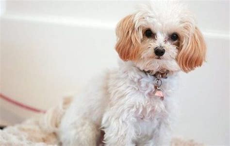 Maltipoo Weight and Growth Chart! How Big Will They Get?