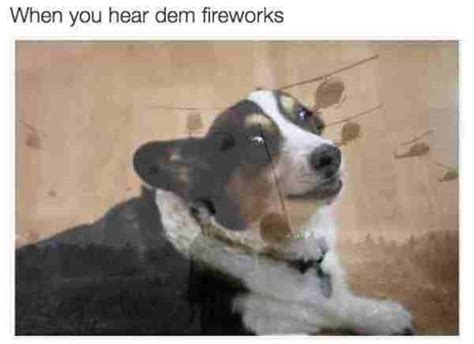 48 Funny Dog Memes That Are Equal Parts Hilarious And Adorable