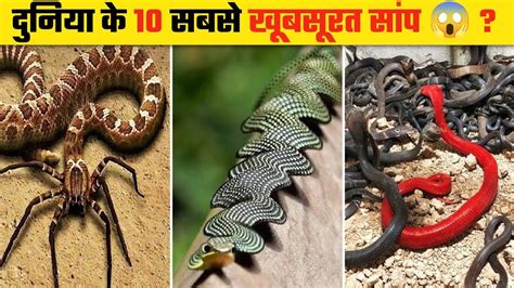 Duniya Ki Sabse Khubsurat Saamp Most Beautiful Snakes In The World