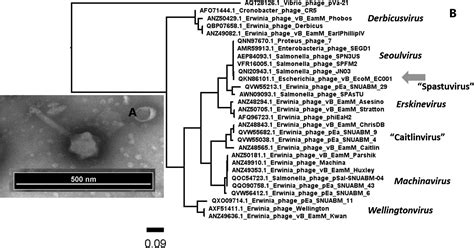 Complete Genome Sequence Of A Jumbo Bacteriophage Escherichia Phage Vb