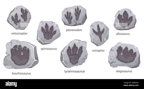 Trace Fossil Hi Res Stock Photography And Images Alamy