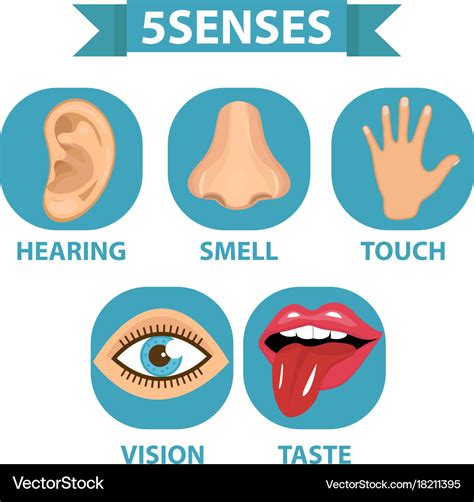 5 Senses Icon Set Touch Smell Hearing Vision Vector Image