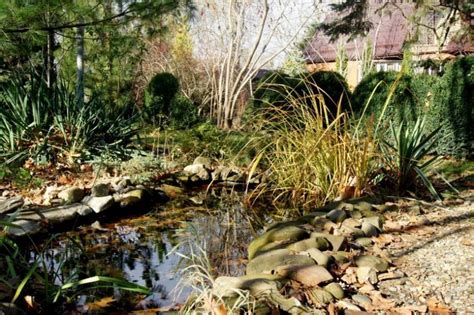 Юкка садовая: выращивание, посадка и уход с фото, размножение в ...