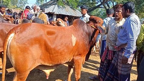 আজ ২২ ডিসেম্বর কুমিল্লার খামারী কেমন দামে মাংসের ওজন সহ বড় বড়