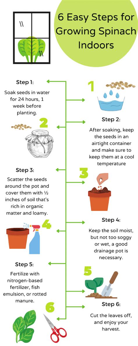 How To Grow Spinach Indoors