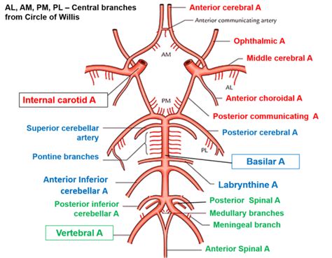 brain arterial supply circle  willis internal carotid