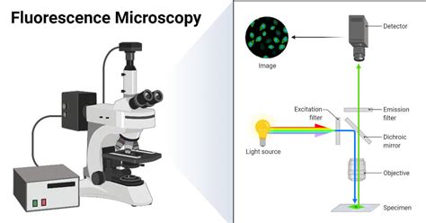 Fluorescence Microscopy Definition - MeaningKosh