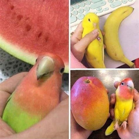 These Birds Look Like Fruits 9gag