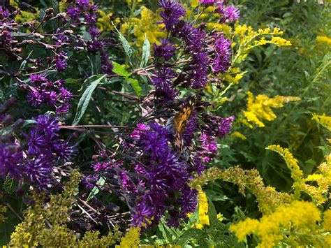 Best Nectar Plants For Butterflies In The Southern Plains Fine Gardening