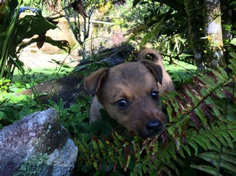 Tourists Rescue Stray Puppy On Side Of Road In Costa Rica - The Dodo