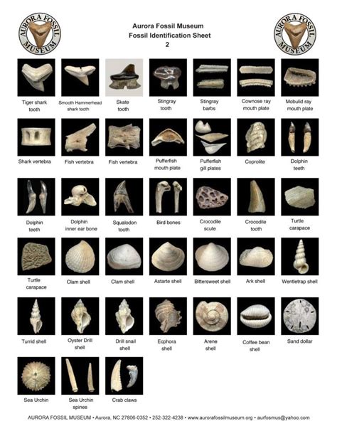 Printable fossil identification guides – Artofit