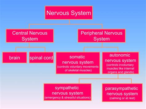 Chapter 2.3 The Central Nervous System.pptx