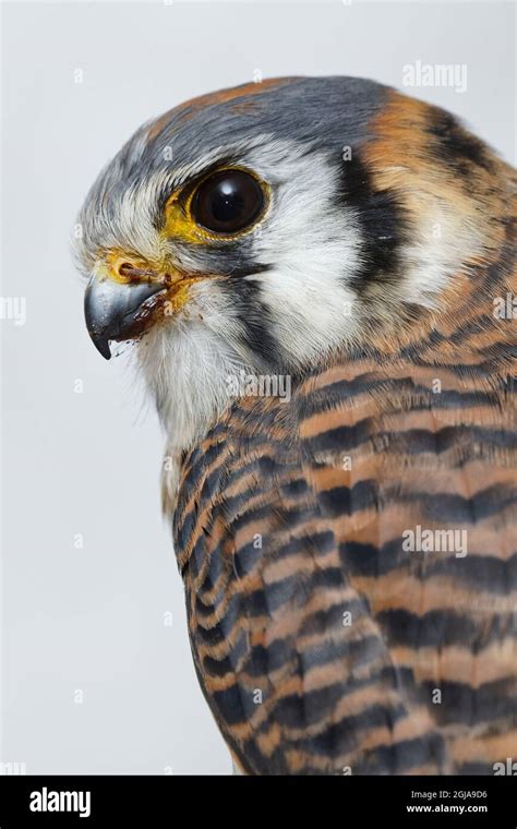 Female American Kestrel In Winter Stock Photo Alamy