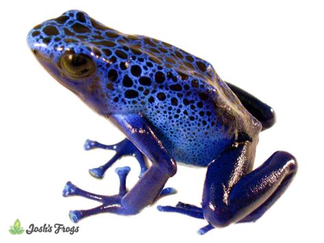 blue splashback dart frog